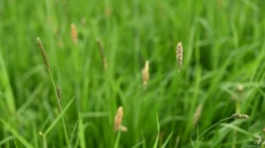 Çimen Phleum pratense yeşil çayır manzarasında olgun kulak.
