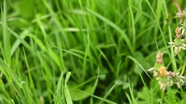 Çiçekli bir çayır manzarası ve karahindiba çiçekleri. Yaz yeşili çim video.