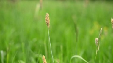 Çimen Phleum pratense yeşil çayır manzarasında olgun kulak.