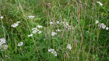 Tarlada tarla çiçeği. Achillea millefolium panorama video 4k