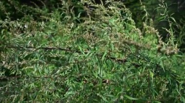 Sonbaharda acı Wormwood, bitkinin olgun tohumları. Statik kamera.