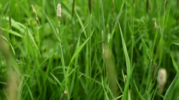 Hierba Phleum pratense oído maduro en un prado verde panorama verano. — Vídeos de Stock