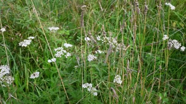 Schafgarbenblüte auf dem Feld. Achillea millefolium panorama video 4k — Stockvideo