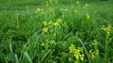Barbarea vulgaris sahada. Panorama hareketli kamera videosu.