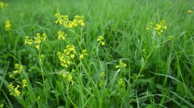 Barbarea vulgaris sahada. Panorama hareketli kamera videosu.