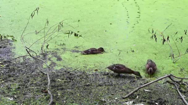 Wild ducks swim on the shore of the pond eat food. Swampy pond with duckweed. — Stock Video