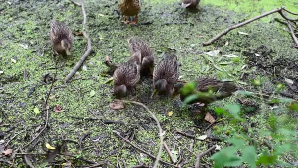 Дикие утки на берегу пруда едят пищу. Болотный пруд с уткой. — стоковое видео