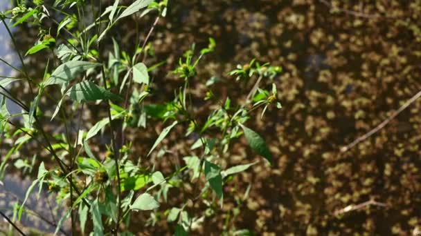 Bidens tripartita στο παρασκήνιο μιας λίμνης με duckweed. Φαρμακευτικό φυτό. Στατική κάμερα βίντεο, κίνηση του ανέμου. — Αρχείο Βίντεο