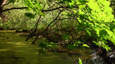 Akçaağaç dalı, arka güneş tarafından aydınlatılmış, ormanın ve bataklığın arka planına karşı..