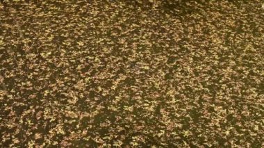 Ördek otu göletteki suyun yüzeyinde yüzer. Motion stream video statik kamera doğa arkaplanı.
