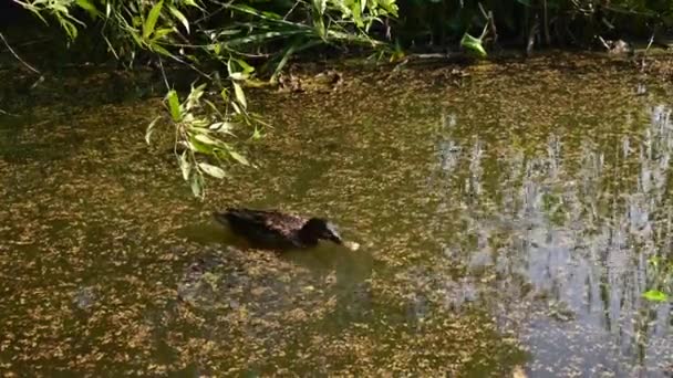 Divoká kachna na jezírku jí jídlo. Bažinaté jezírko s duckweedem. — Stock video