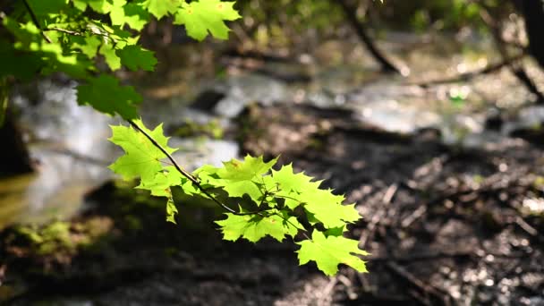 Cabang maple, diterangi oleh matahari kembali, dengan latar belakang hutan dan rawa. — Stok Video