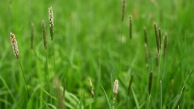 Çimen Phleum pratense yeşil çayır manzarasında olgun kulak.