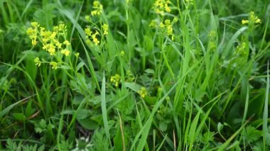 Barbarea vulgaris sahada. Panorama hareketli kamera videosu.