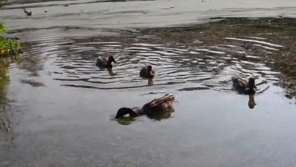 Le anatre selvatiche su stagno mangiano il cibo. Laghetto paludoso con anatra. — Video Stock