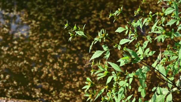 Bidens tripartita di latar belakang kolam dengan duckweed. Pabrik obat. Kamera statis video, gerakan angin. — Stok Video