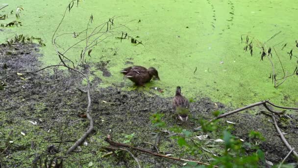 Wild ducks swim on the shore of the pond eat food. Swampy pond with duckweed. — Stock Video