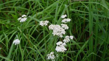 Rüzgarda savrulan kiraz çiçeği. Achillea millefolium video 4k