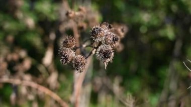 Sonbaharda rüzgârda sallanan olgun burdock tohumları. Görüntülü sabit kamera