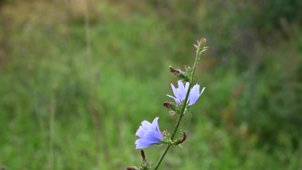 Fleur de chicorée dans le vent sur le fond de l'herbe caméra statique vidéo. — Video