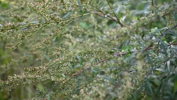 Wormwood bitter in autumn, ripe seeds of the plant. Static camera. — Stock Video