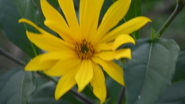 Alcachofa de Jerusalén Helianthus tuberosus es una planta medicinal de flores amarillas silvestres en el campo. Primer plano del vídeo. — Vídeos de Stock
