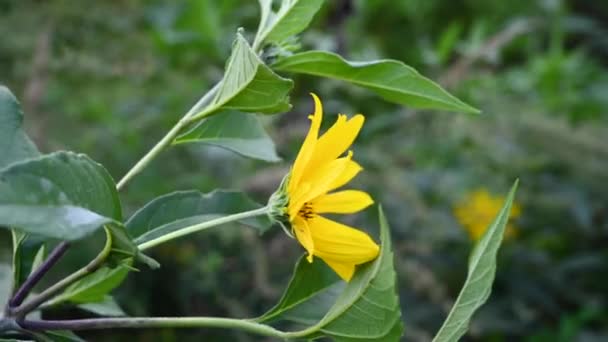 Иерусалимский артишок Helianthus tuberosus - полевое дико-желтое цветочное лекарственное растение. Крупный план видео. — стоковое видео