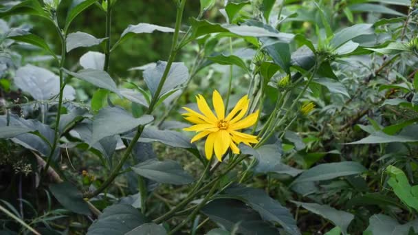 Jerozolima karczoch Helianthus tuberosus jest dziki żółty kwiat roślin leczniczych na polu. Zbliżenie filmu wideo. — Wideo stockowe