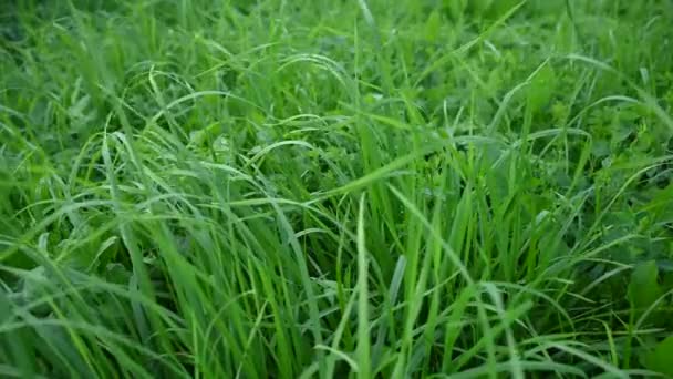 En bakgrund av saftigt grönt gräs i vinden. Video med en statisk kamera. — Stockvideo