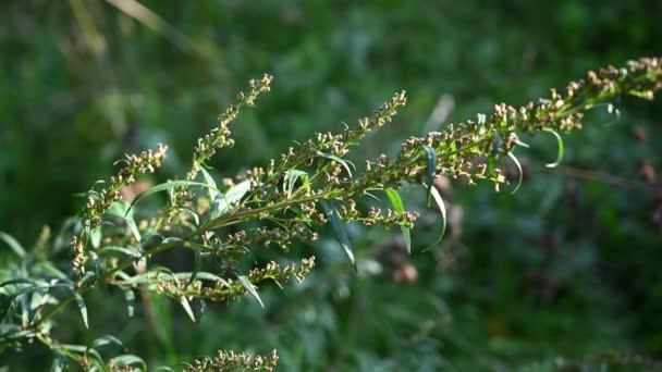 Wormwood bitter in autumn, ripe seeds of the plant. Static camera. — Stock Video