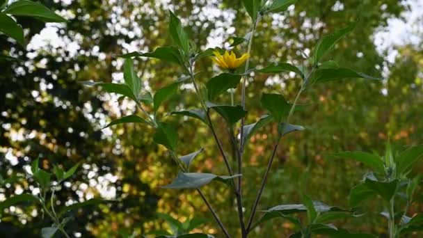 Jerozolima karczoch Helianthus tuberosus jest dziki żółty kwiat roślin leczniczych na polu. Filmik. — Wideo stockowe