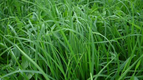 Un fond d'herbe verte juteuse dans le vent. Vidéo avec caméra statique. — Video