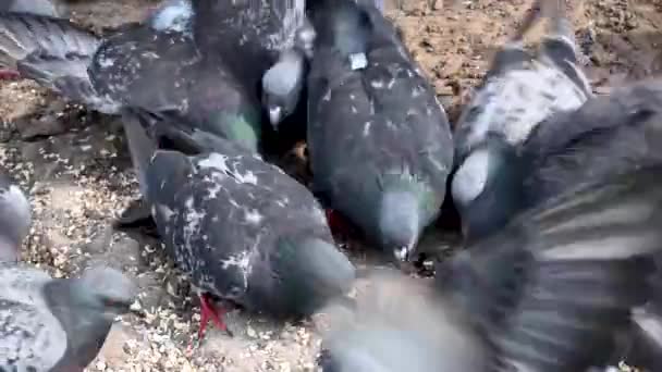 Blauwe duiven eten granen op stenige grond. Video. — Stockvideo