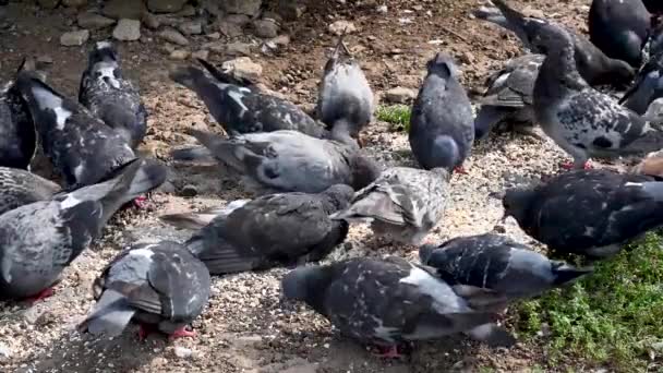 Os pombos azuis comem cereais em solo pedregoso. Vídeo 4k câmera estática. — Vídeo de Stock