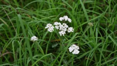 Rüzgarda savrulan kiraz çiçeği. Achillea millefolium video 4k