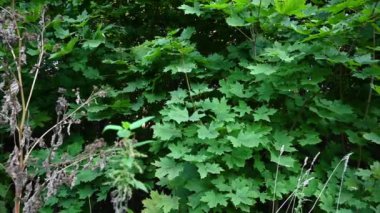 Yazın ormanın kenarındaki akçaağaç. Panorama videosu.
