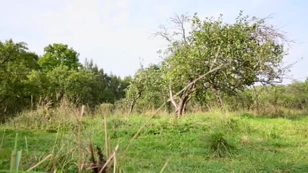 Oude appelboomgaard met appels. Video panorama — Stockvideo