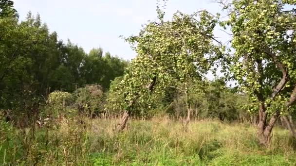 Stary sad jabłkowy z jabłkami. Panorama wideo — Wideo stockowe