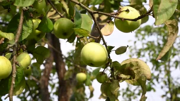 Ramo com maçãs ao vento. Frutas penduradas numa árvore. Maçãs de jardim. Colheita. Árvores prolíficas. Maçã salva. O ramo oscila ao vento — Vídeo de Stock