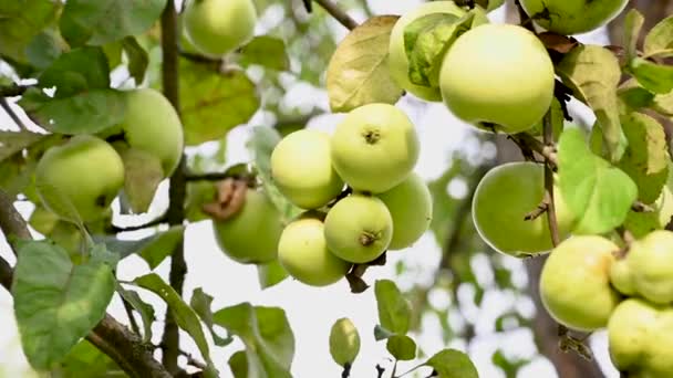 Rüzgarda elma dalları. Ağaçta sallanan meyveler. Bahçe elmaları. Hasat et. Üretken ağaçlar. Apple kurtuldu. Dallar rüzgarda sallanıyor. — Stok video