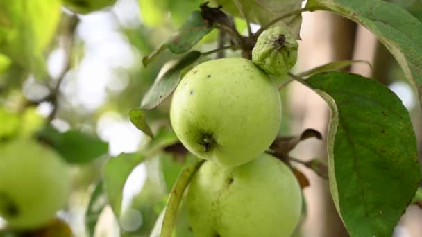 Branch with apples in the wind . Fruit hanging on a tree. Garden apples. Harvest . Prolific trees. Apple saved. The branch sways in the wind — Stock Video