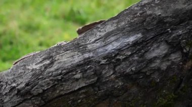 Yerde yatan yaşlı bir elma ağacının gövdesi. Panorama videosu.