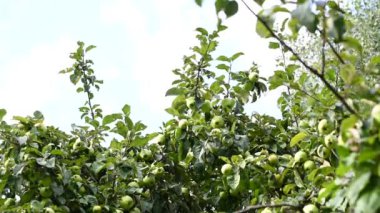 Rüzgarda elma dalları. Ağaçta sallanan meyveler. Bahçe elmaları. Statik kamera görüntüsü. Hasat et. Üretken ağaçlar. Apple kurtuldu. Dallar rüzgarda sallanıyor.