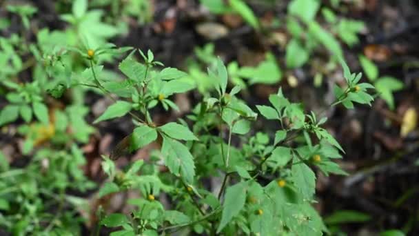 Bidens trepartita på skogen bakgrund. Medicinsk växt. Statisk kamera video, vind rörelse. — Stockvideo