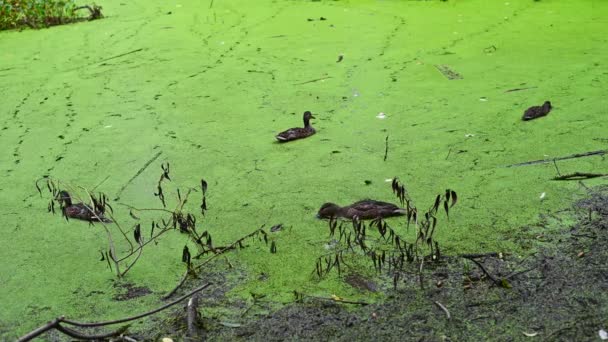 Los patos salvajes en la orilla del estanque comen comida. Estanque pantanoso con hierba de pato. — Vídeo de stock