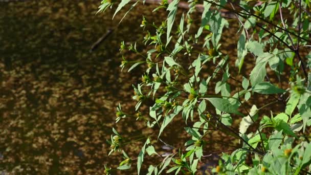 Bidens trepartita på bakgrunden av en damm med anka. Medicinsk växt. Statisk kamera video, vind rörelse. — Stockvideo