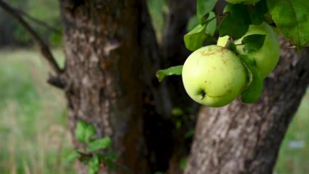 Rüzgarda elma dalları. Ağaçta sallanan meyveler. Bahçe elmaları. Hasat et. Üretken ağaçlar. Apple kurtuldu. Dallar rüzgarda sallanıyor. — Stok video