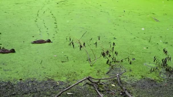 Vilda ankor simmar på stranden av dammen äter mat. Träsk damm med ankungsört. Panorama-video — Stockvideo