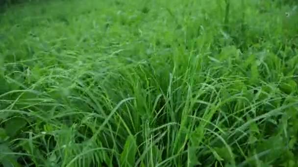 Un fondo de jugosa hierba verde en el viento. Video con una cámara estática. — Vídeos de Stock