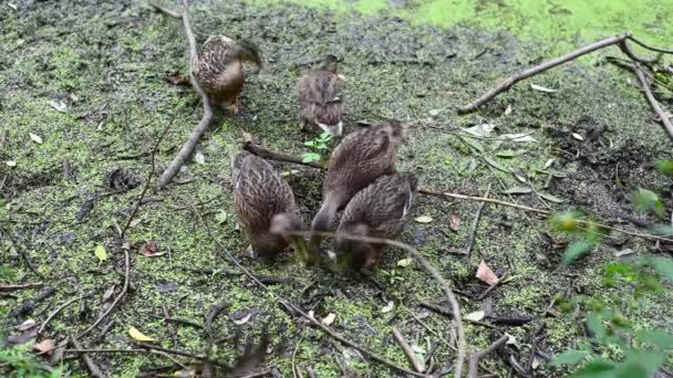 Wild ducks on the shore of the pond eat food. Swampy pond with duckweed. — Stock Video